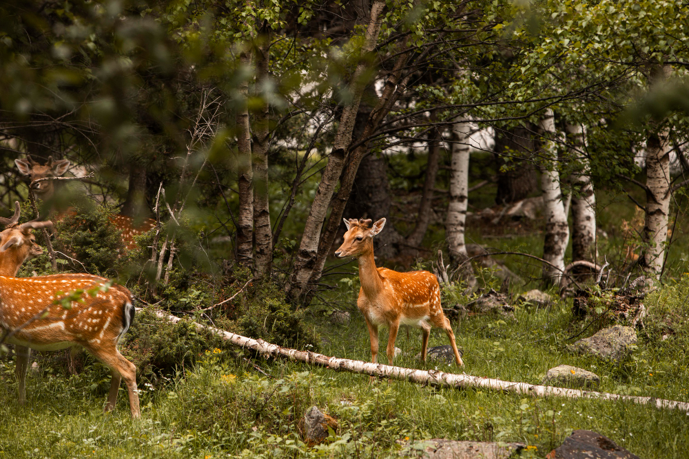 Wildlife travel experience