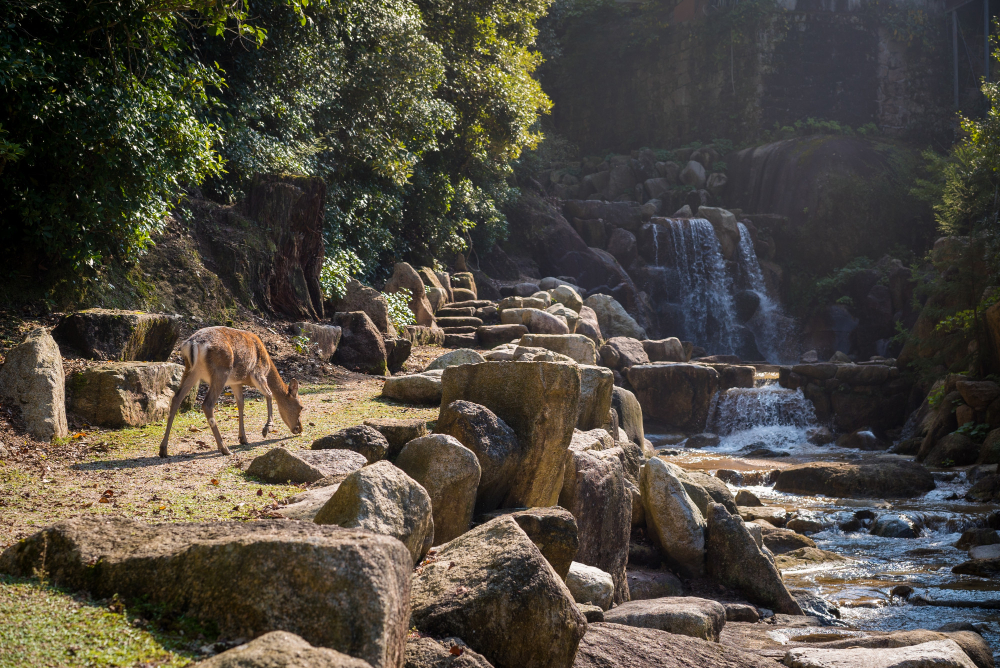 Meghalaya Kaziranga Tour Package